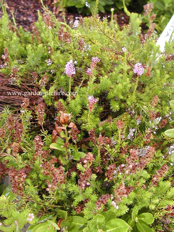 Erica spiculifolia