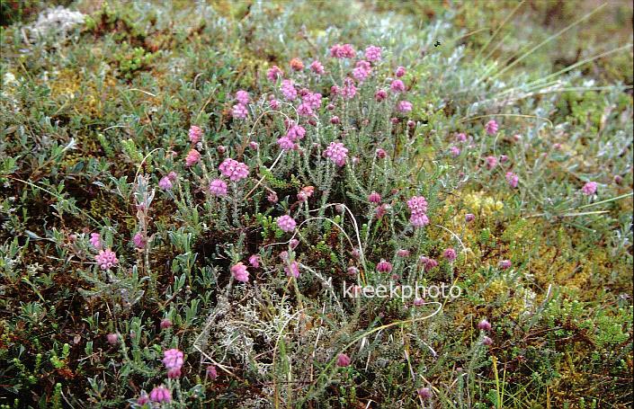 Erica tetralix