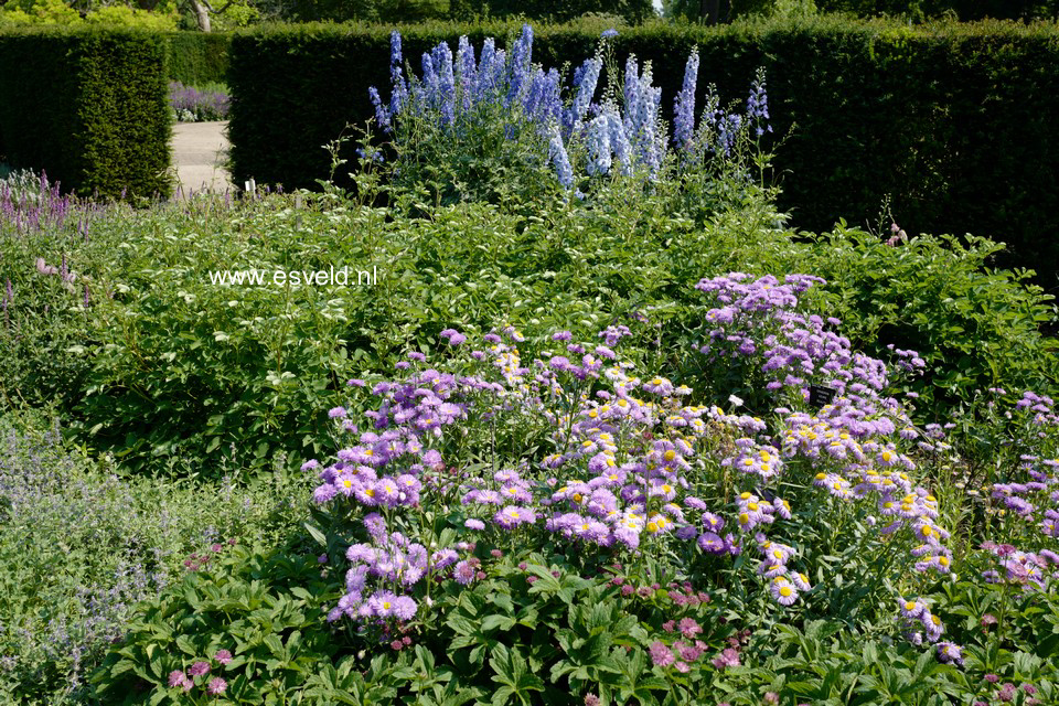 Erigeron 'Azure Beauty'
