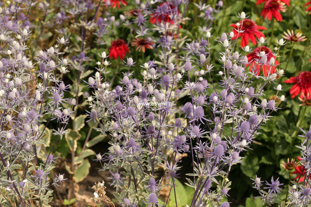 Eryngium planum 'Jade Frost'