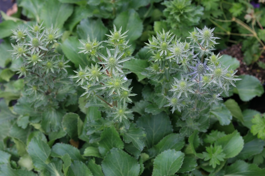 Pictures and description of Eryngium planum Tiny Jackpot esveld.nl