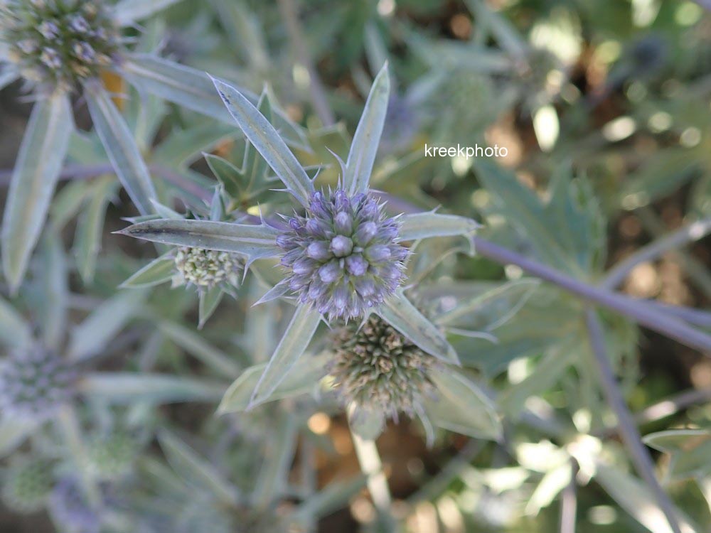 Eryngium tripartitum