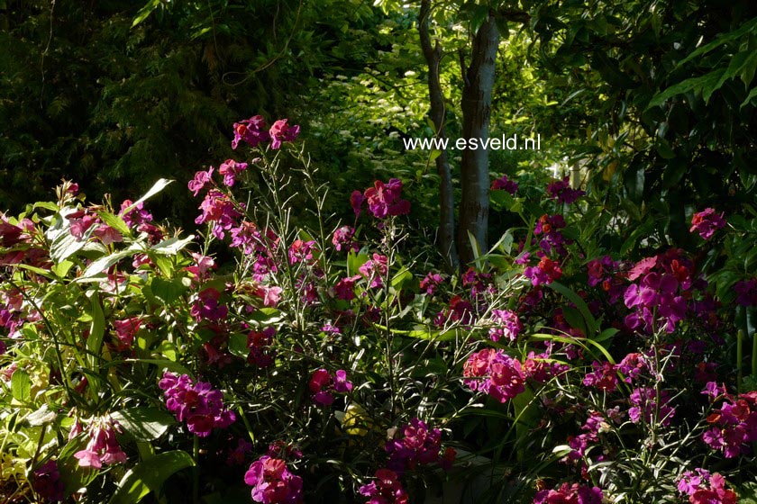 Erysimum 'Red Jep'