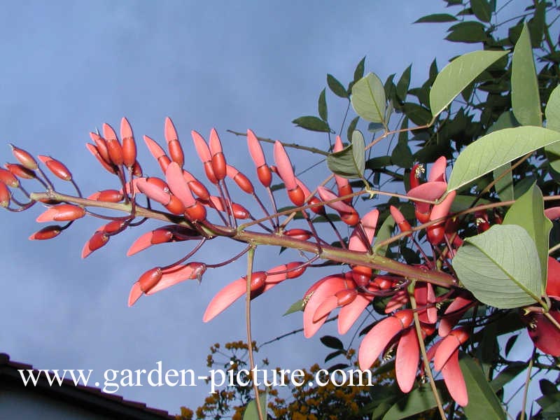Erythrina crista-galli