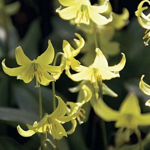 Erythronium 'Pagoda'