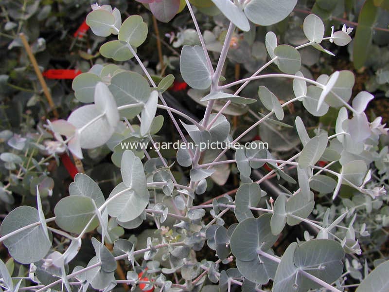 Eucalyptus glaucescens
