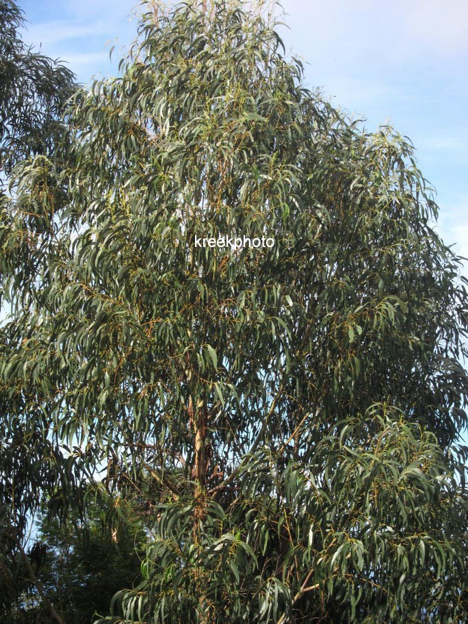 Eucalyptus globulus