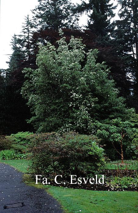 Eucryphia glutinosa