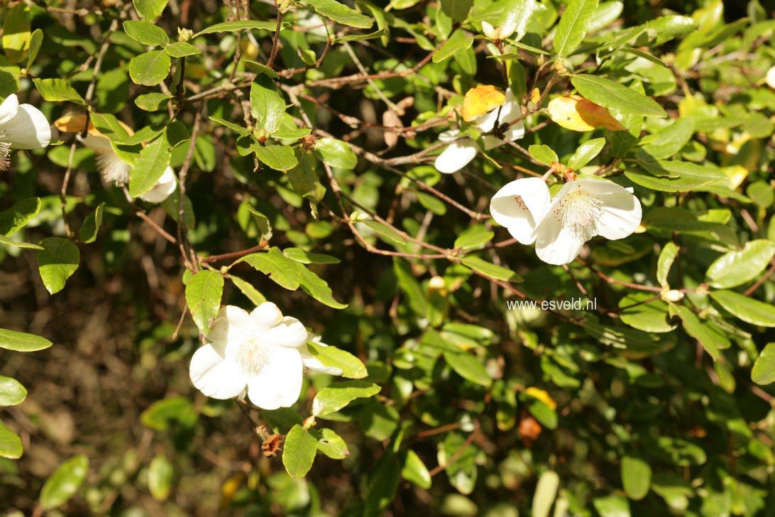 Eucryphia intermedia 'Rostrevor'