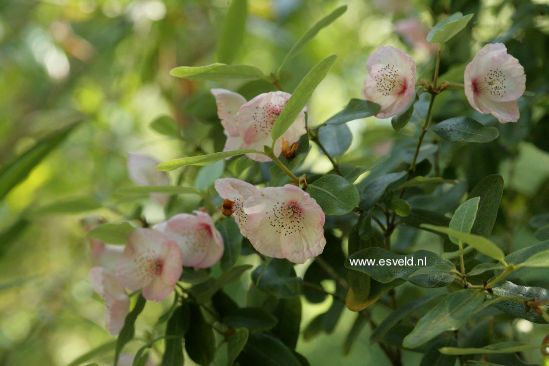 Eucryphia lucida 'Pink Cloud'