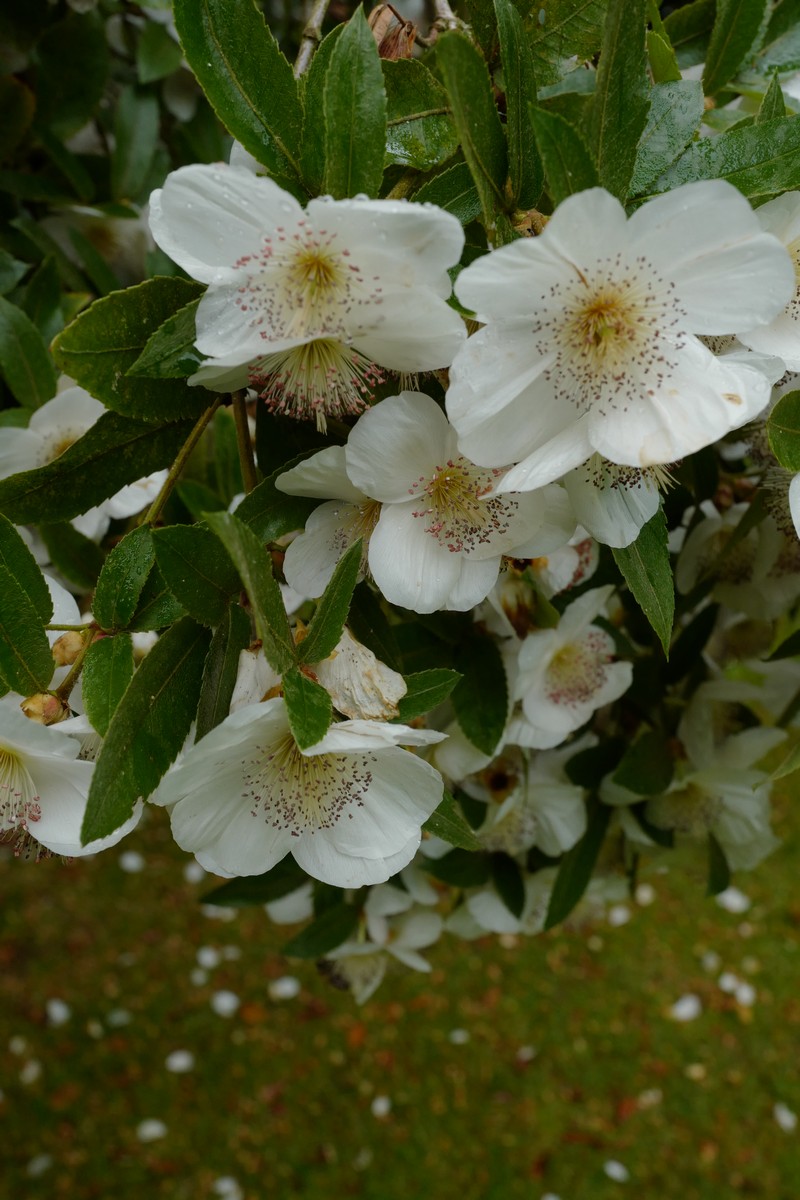 Eucryphia nymansensis 'Nymansay'