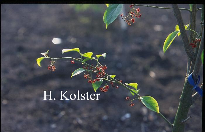 Euonymus atropurpureus