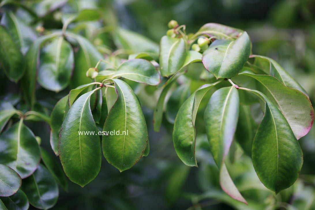 Euonymus carnosus 'Trompenburg Lustre'