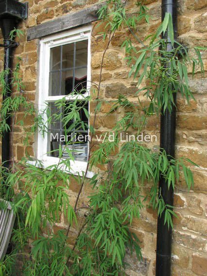 Euonymus clivicolus var. rongchuensis