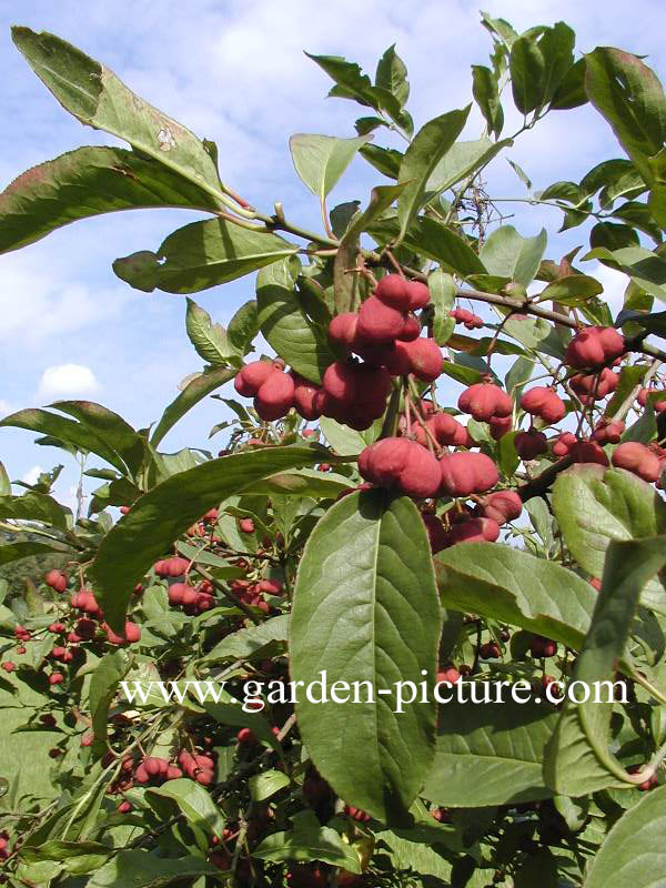 Euonymus europaeus 'Red Cascade'