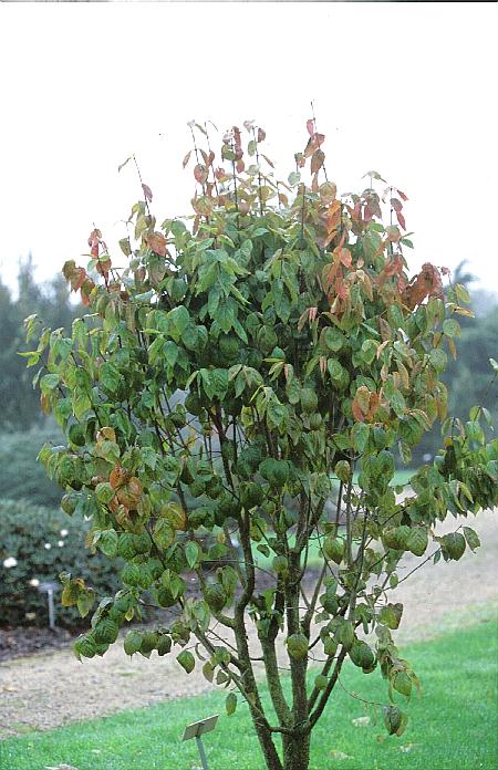 Euonymus fimbriatus