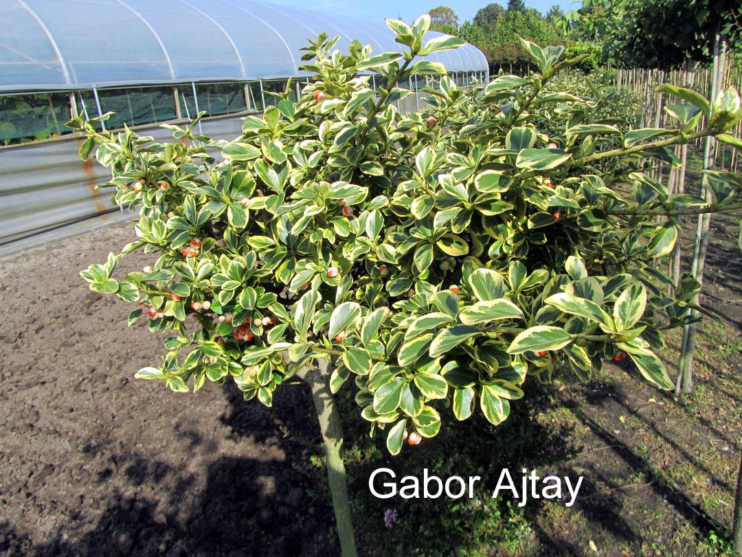 Euonymus fortunei 'Canadale Gold'