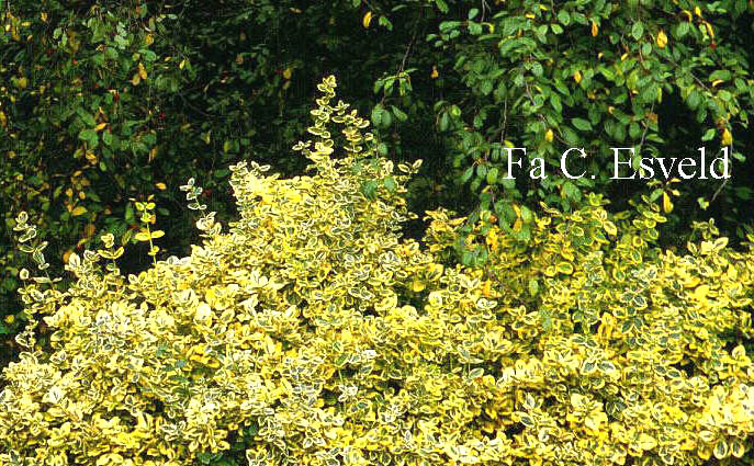 Euonymus fortunei 'Sunshine'
