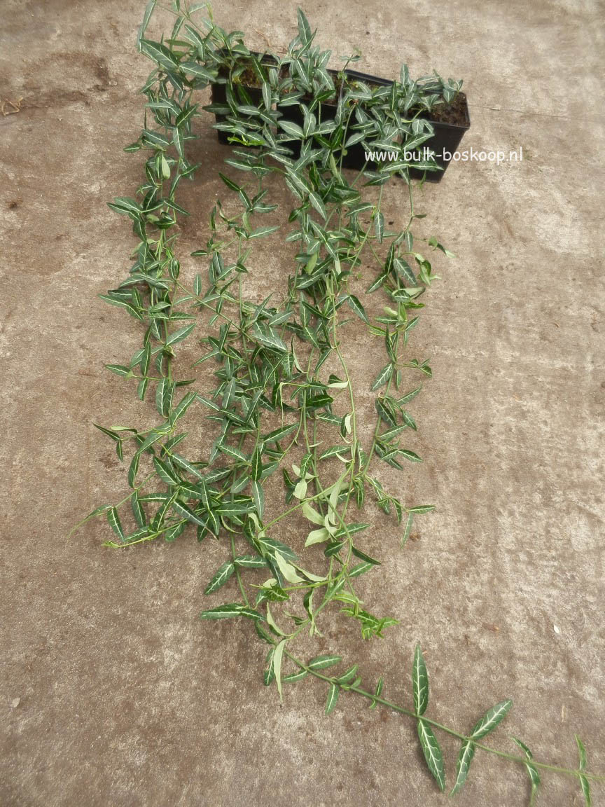 Euonymus fortunei 'Wolong Ghost'