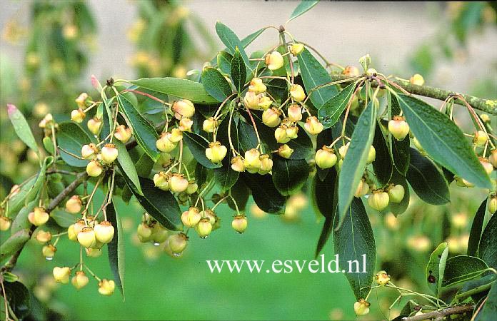 Euonymus grandiflorus f. salificolius