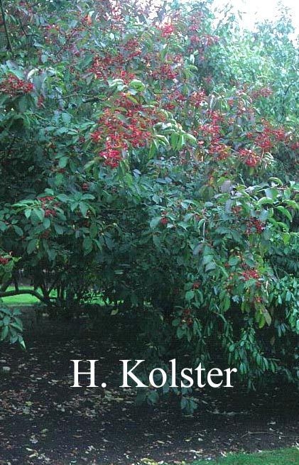 Euonymus hamiltonianus 'Calocarpa'