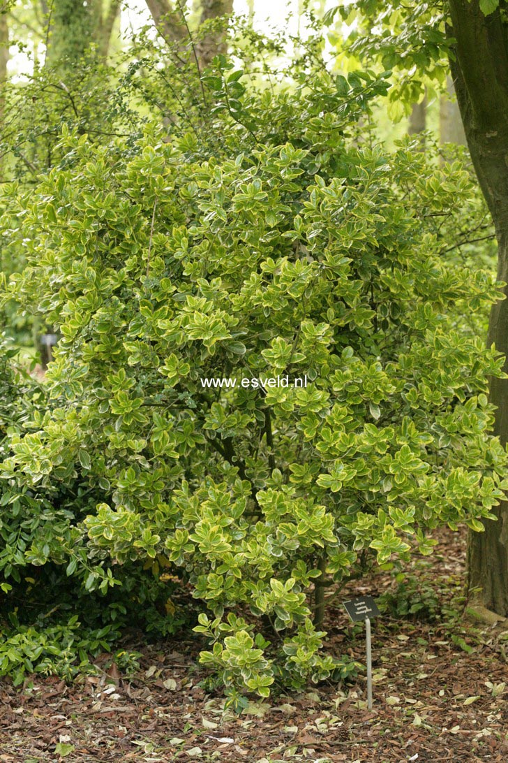 Euonymus japonicus 'Albomarginatus'