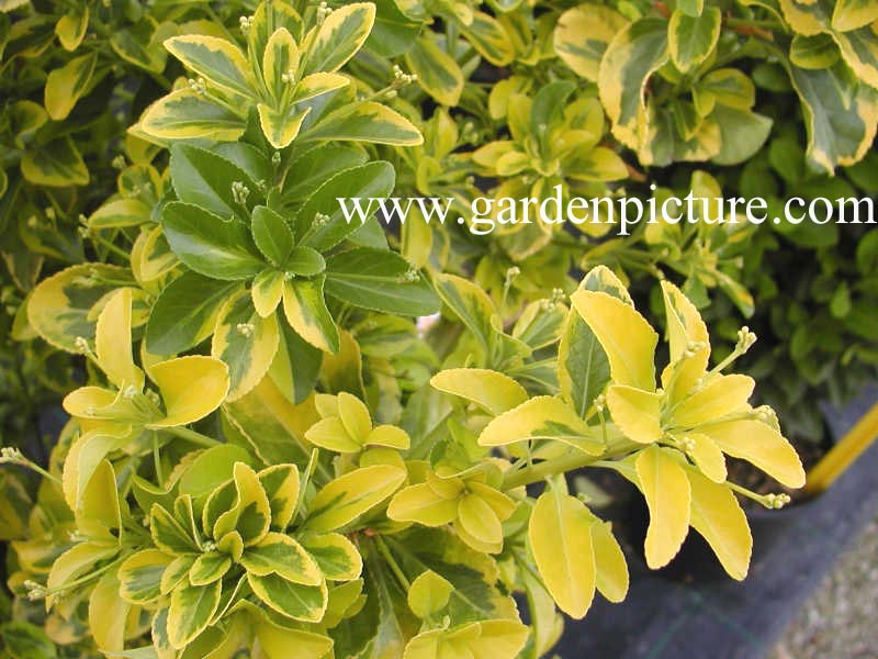 Euonymus japonicus 'Aureus'