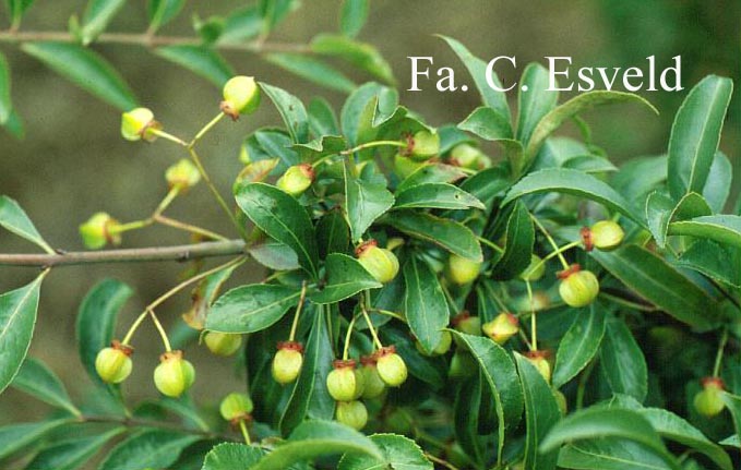 Euonymus morrisonensis