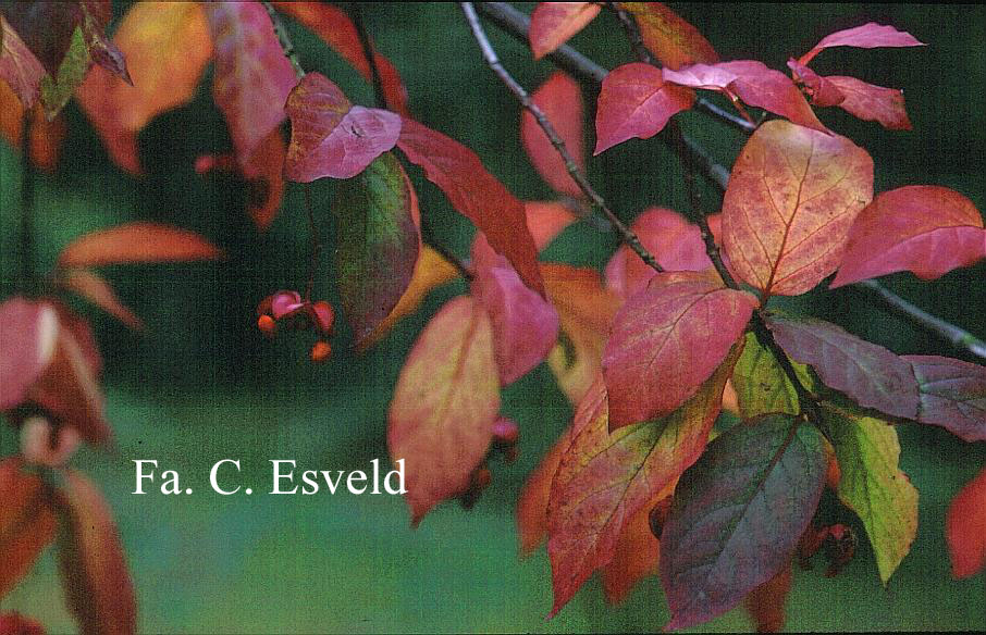 Euonymus sachalinensis