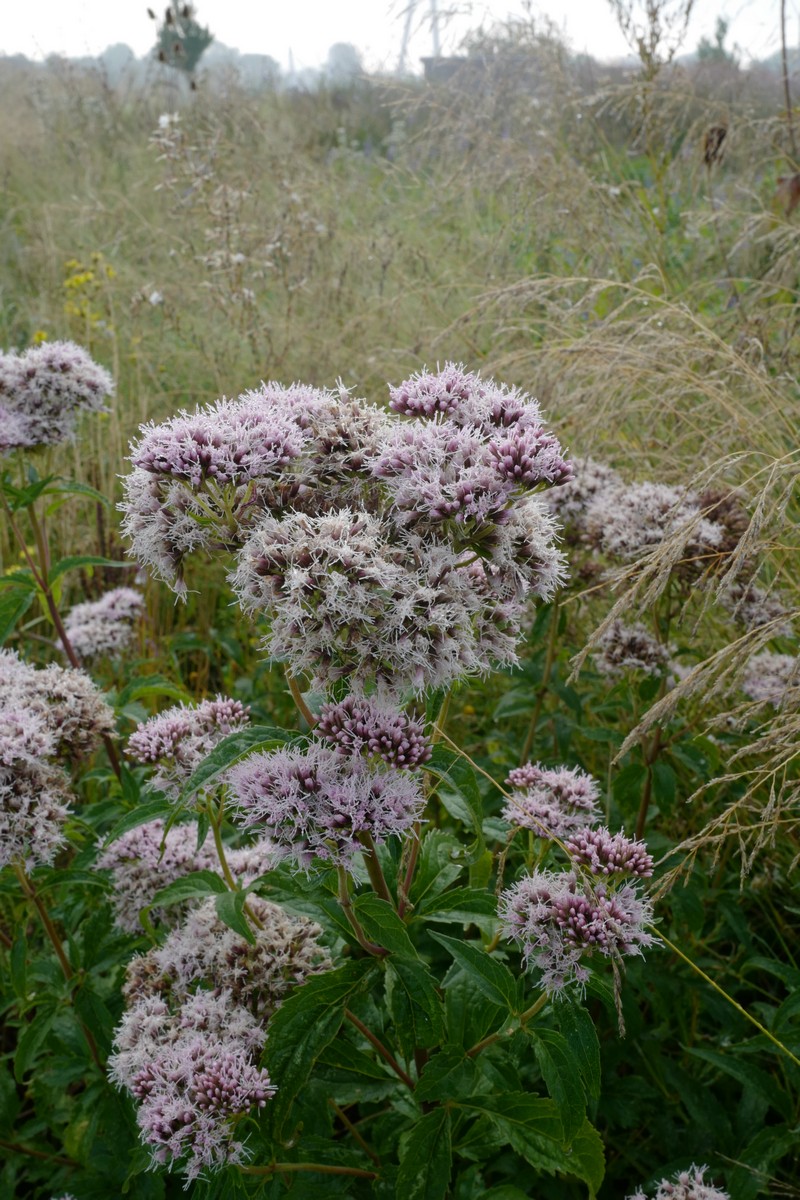 Eupatorium cannabinum