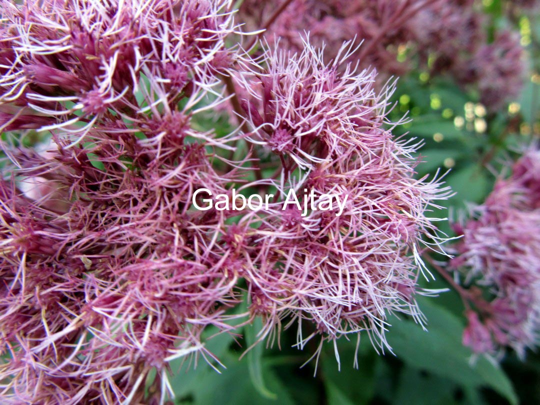 Eupatorium maculatum 'Purple Bush'