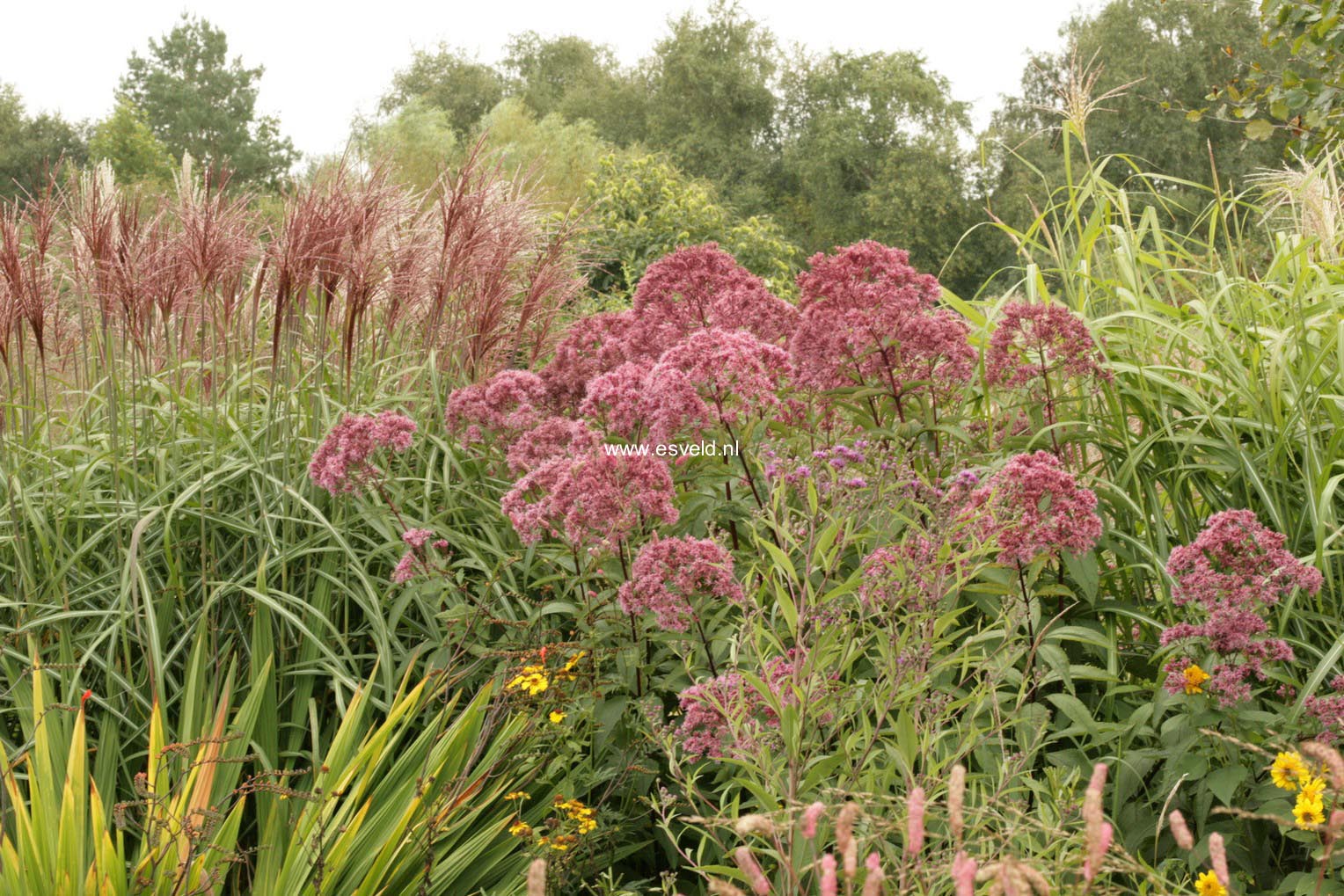 Eupatorium maculatum 'Riesenschirm'