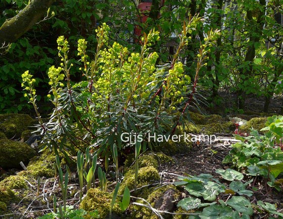 Euphorbia amygdaloides