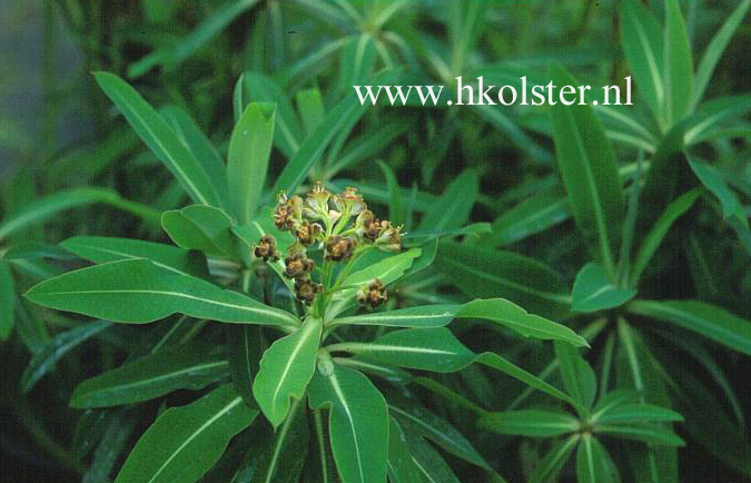 Euphorbia mellifera