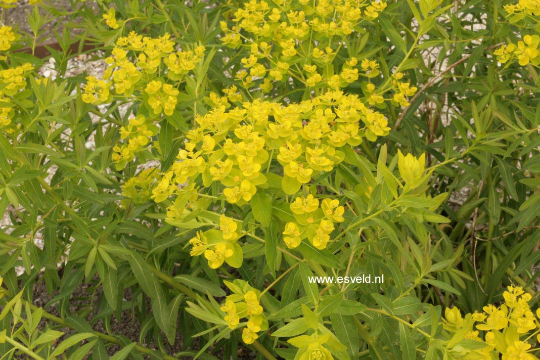 Euphorbia palustris