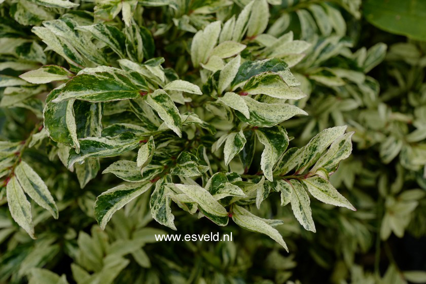 Eurya japonica 'Zansetsu'