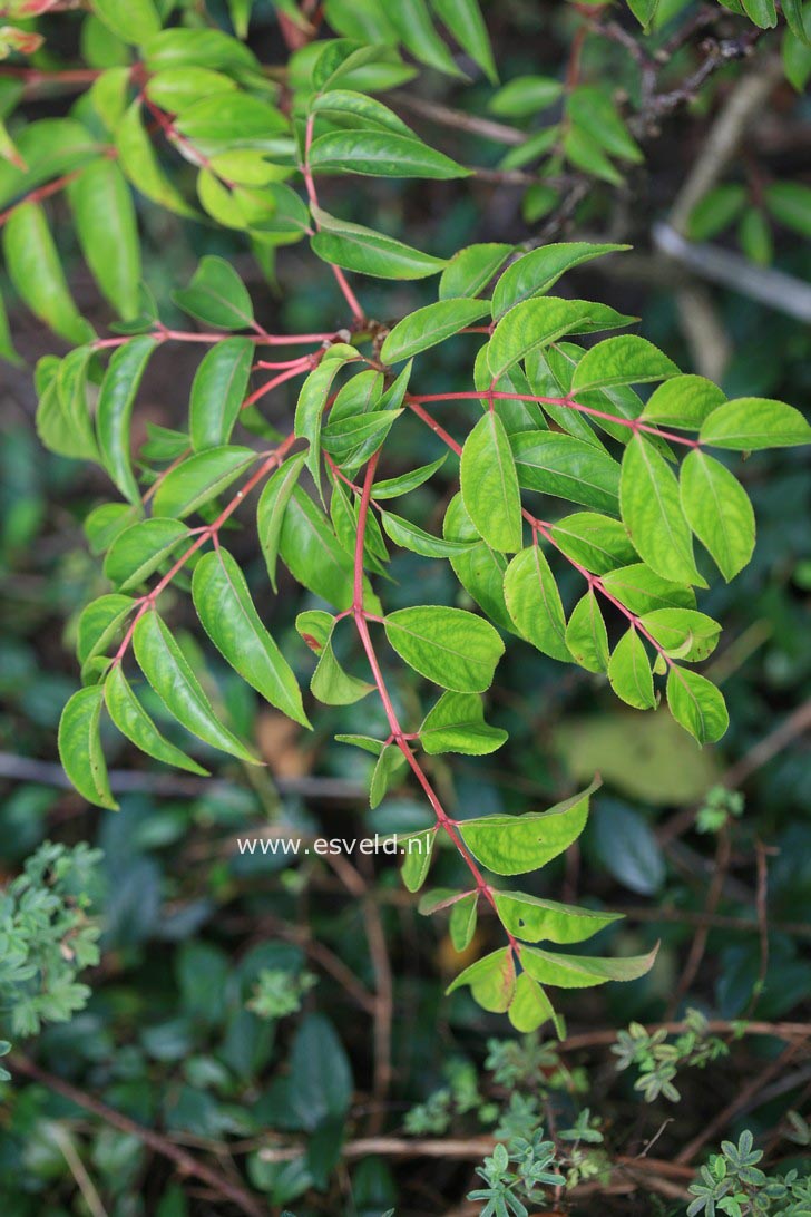 Euscaphis japonica