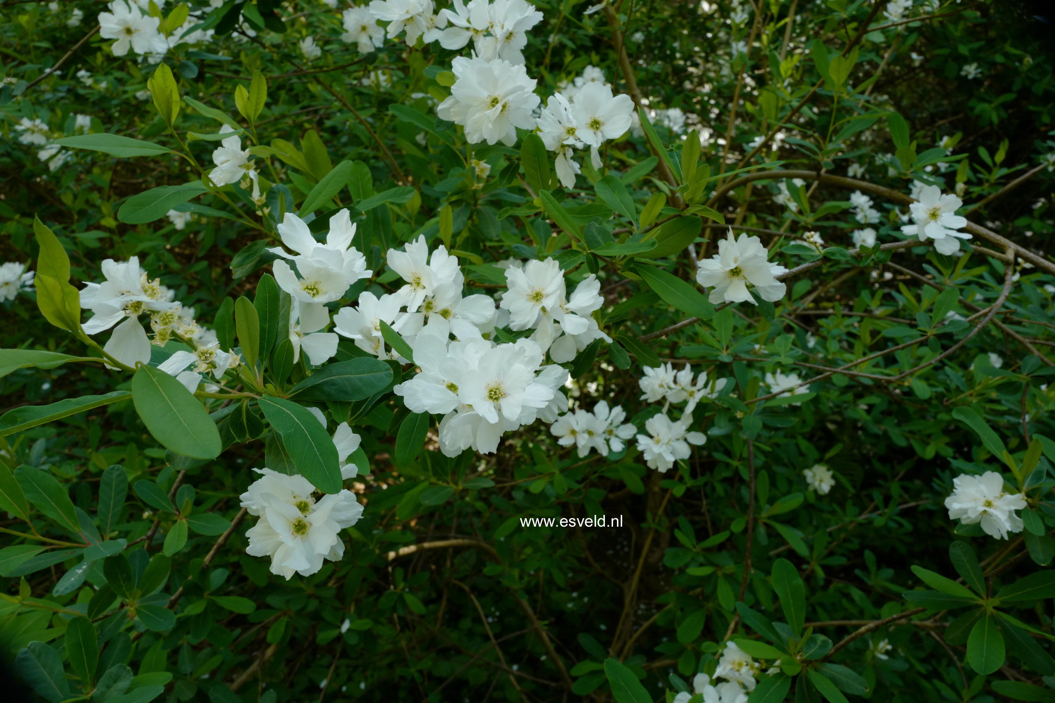 Exochorda macrantha