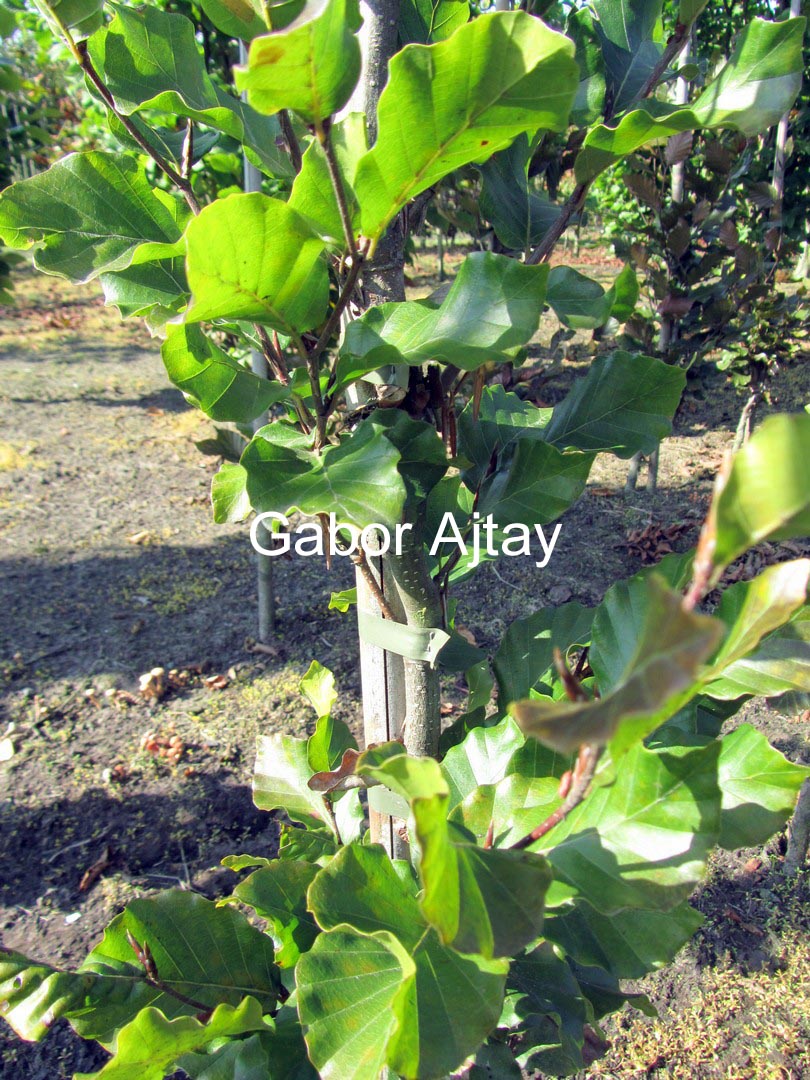 Fagus sylvatica 'Anniek'
