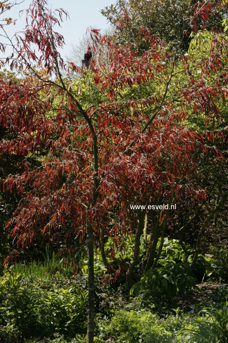 Fagus sylvatica 'Ansorgei'