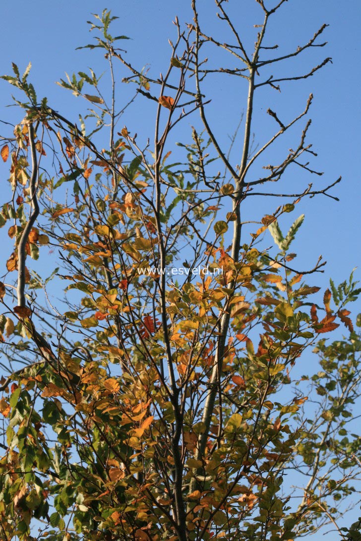 Fagus sylvatica 'Cockleshell'