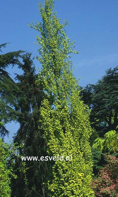 Fagus sylvatica 'Dawyck Gold'