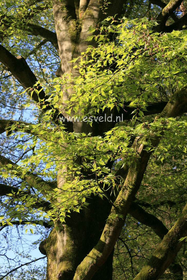 Fagus sylvatica 'Laciniata'