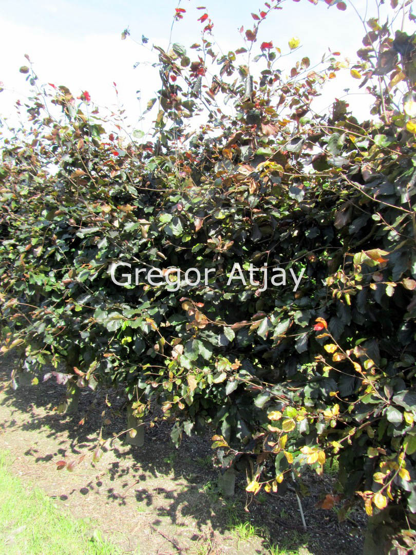 Fagus sylvatica 'Riversii'