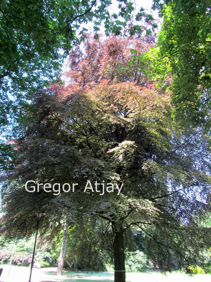 Fagus sylvatica 'Tricolor'