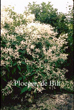 Fallopia sachalinensis