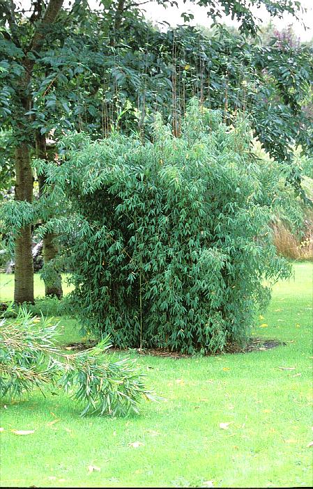 Fargesia 'Jiu' ('Jiuzhaigou 1')