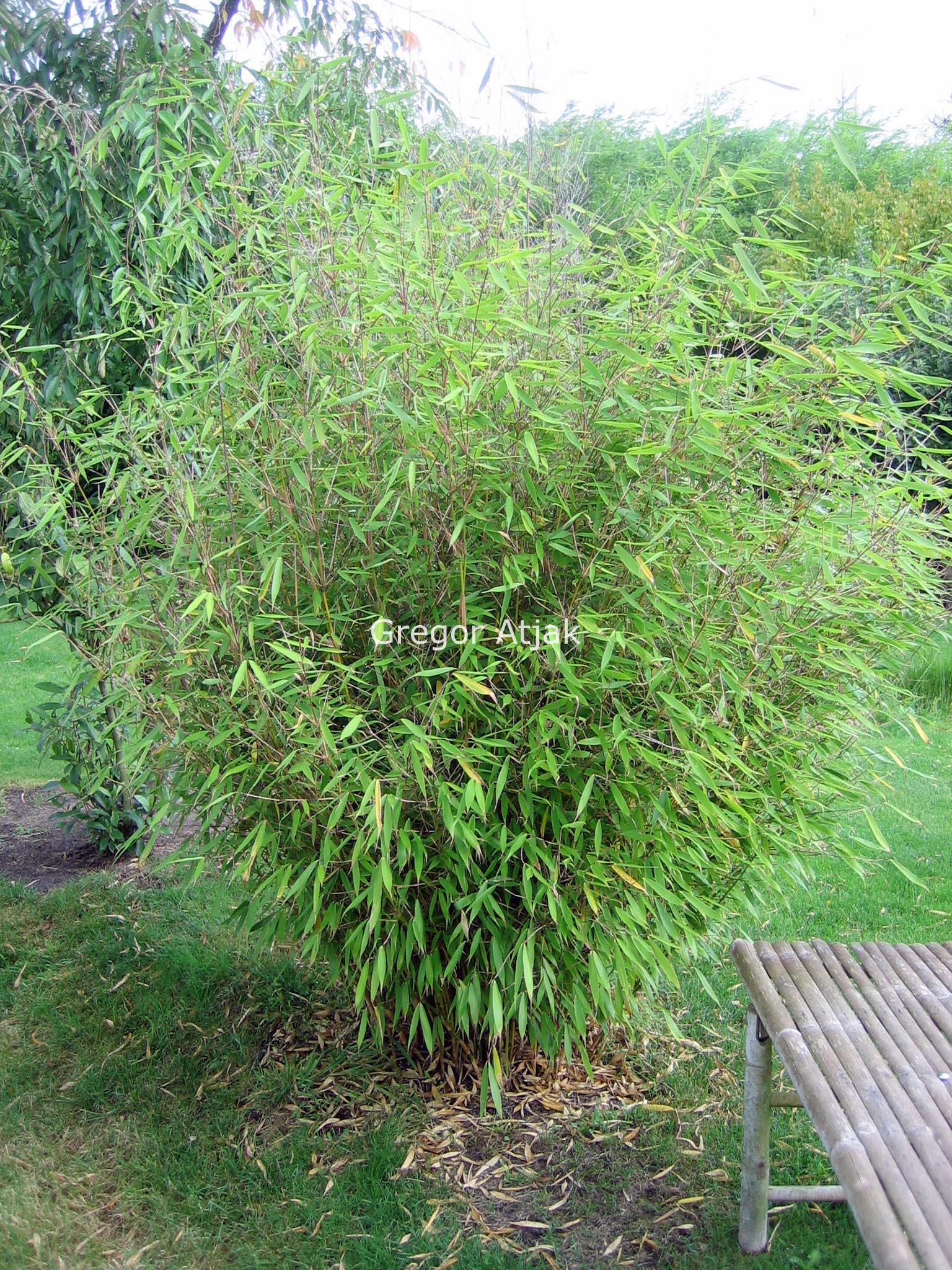 Fargesia dracocephala