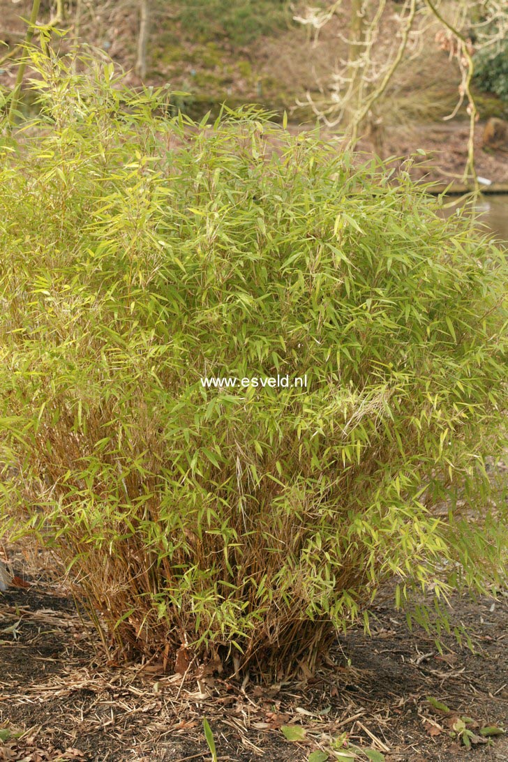 Fargesia murieliae 'Bimbo'