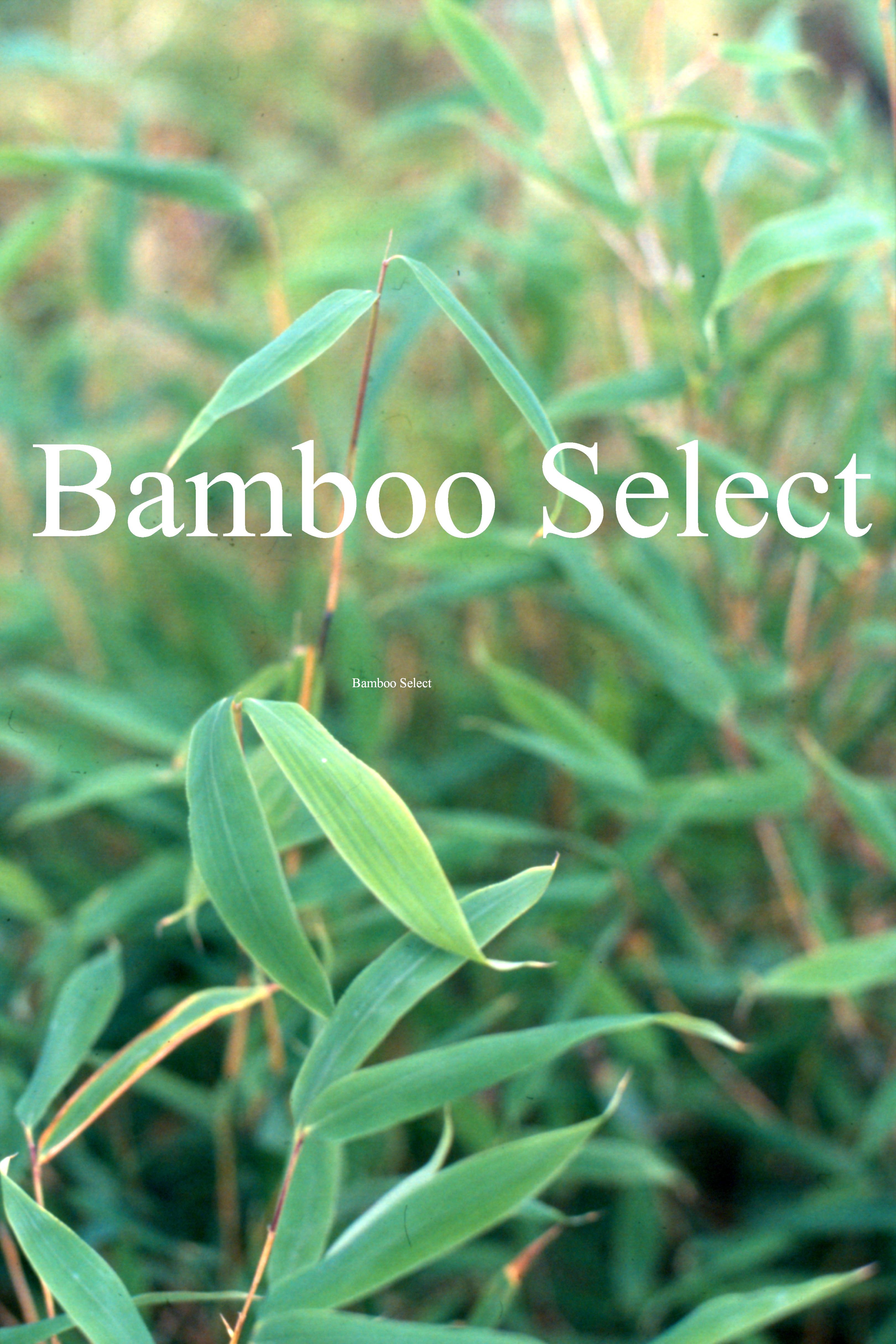 Fargesia murieliae 'Kranich'